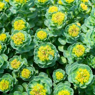 Rhodiola Rosea
